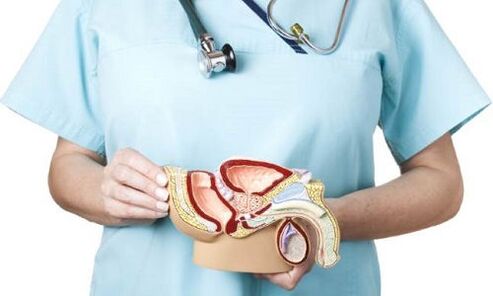 male genitourinary system model and prostatitis treatment